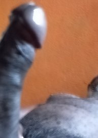 Perfil no Instagram: negrosafadin1 